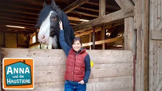 Shire Horse | Information für Kinder | Anna und die Haustiere
