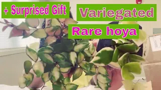 Rare Variegated Hoya unboxing haul with surprise gift