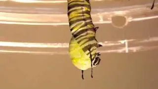 Metamorphosis-Caterpillar to Pupa-Gone in 30 Sec.