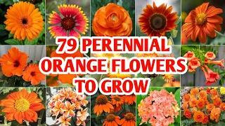 79 Orange Flower Perennials to grow | Perennial Orange Flower Plants | Orange Flower Plants with ID