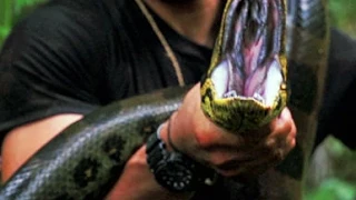 Man with Snake Proof Suit EATEN ALIVE by Anaconda