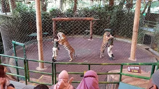 pentas / atraksi harimau @ taman safari bogor