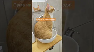 Как приучить кота к унитазу 🚽🐈 - заключительные этапы