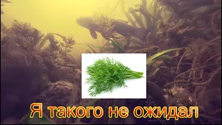 РЕАКЦИЯ РЫБЫ НА УКРОП !!! ПОДВОДНАЯ СЪЕМКА.