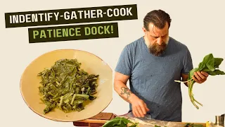 Unbelievable Wild Edible You HAVE to Taste - How to ID, Gather & Cook Patience Dock!