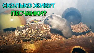 Сколько живут песчанки и как продлить им жизнь. Продолжительность жизни песчанок