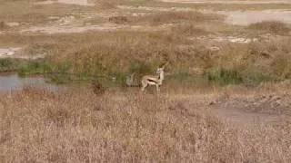 Lion Almost Takes Down Gazelle
