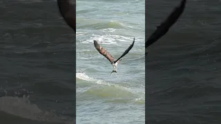 Osprey dives into rough surf and carries away a leather jacket fish. #bird #wildlife #eagle