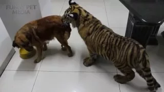 FUNNY TIGER CUBS 🐯 Tiger Cubs PLAYING (HD) [Funny Pets]