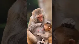 Mind Blowing Facts About Animals 🐬🤯 | Crazy Animals | Amazing Facts in Hindi