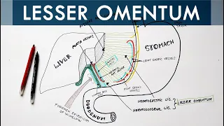 Lesser Omentum - Attachment, Ligaments & Contents | Anatomy Tutorial