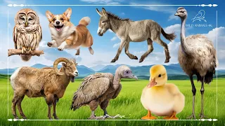 Baby farm animal moments: Owl, Dog, Donkey, Ostrich, Bighorn Sheep, Vulture & Duck - Animal Sounds
