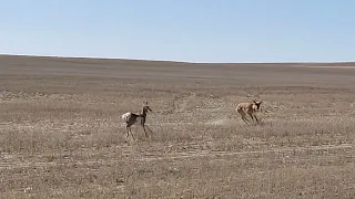 Montana, where the deer and the ANTELOPE PLAY!