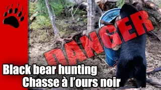 La chasse à l'ours est dangereuse - Bear hunting is dangerous