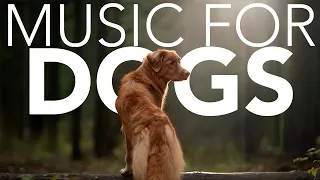 [NO ADS] Relaxing Music for Dogs! Calming ASMR! (NEW 2021)