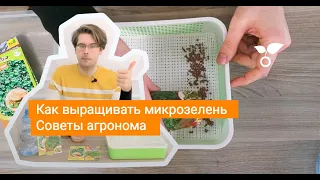 Как выращивать микрозелень. Советы агронома