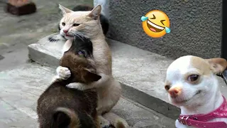 Try Not To Laugh Dogs And Cats 😁 - Best Funniest Animals Video 2024 - Part 50