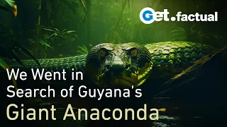 How we found a Giant Anaconda in Guyana | Wildlife Documentary