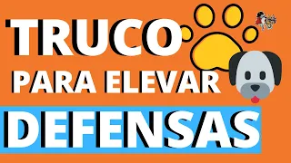 TRUCO PARA ELEVAR LAS DEFENSAS DE MI PERRO/SISTEMA INMUNE PERROS