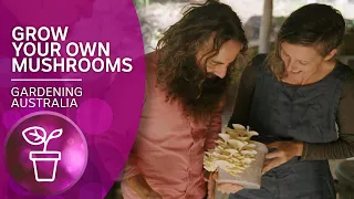 Grow your own oyster mushrooms at home | Urban Farming | Gardening Australia