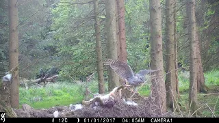 Goshawk 1W at Bait in SW Scotland