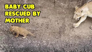 Baby Lion Cub Gets Rescued By Its Mother