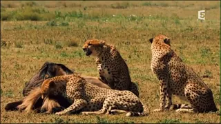 Dans la savane du serengeti