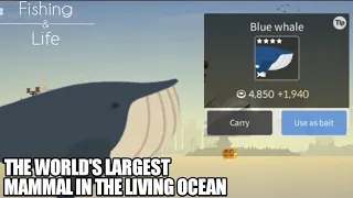 Fishing Life #13 | Catching Blue Whale | The World's Largest Living Mammal in the Living Ocean!