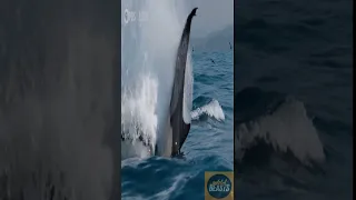 KILLER WHALE | The DEADLIEST Hunter of The Ocean! #animals