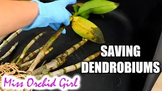 Saving Dendrobium Orchids with mushy, yellow leaves - Long transport