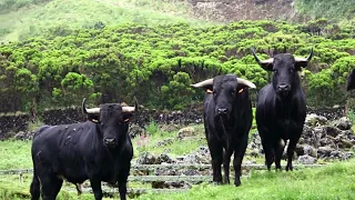 Ganadaria JAF - Inclui Touros Sanjoaninas 2023 - Ilha Terceira - Açores