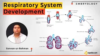 Respiratory System Development | Embryology Anatomy Video Lecture | V-Learning