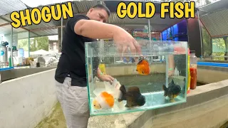 Exclusive GOLDFISH farm at Davao City, Philippines 🇵🇭