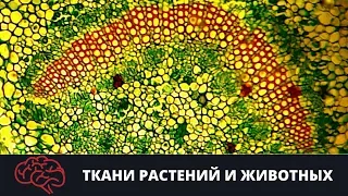 Ткани растений и животных Подготовка к ЕГЭ Подготовка к ОГЭ