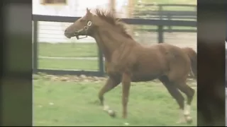 SECRETARIAT - Heart Of A Champion