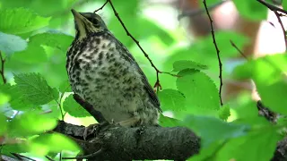 Птенец слеток Рябинника, Chick Fieldfare