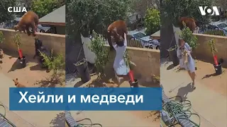 Девушка вступила в схватку с медведем, спасая своих собак