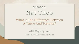 What Is The Difference Between A Turtle And Tortoise? Episode 31