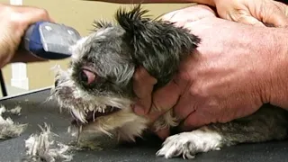 Dog will BITE you CLIPPER anything // Hard Groom