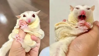 Sugar Glider - funny and cute sugar glider videos compilation #1