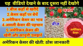 अमेरिकन केसर का भाव। बीज कहाँ मिलेगा।कहाँ पर बेचें। सैफरॉन safflower seed के रेट कीमत।कुसुम की खेती