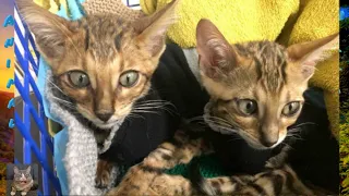 Двох хворих кошенят викинули на вулицю