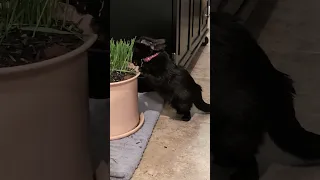she loves her cat grass!