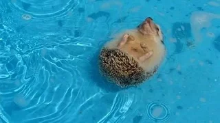 Ежик купается!! Ржач)) Смотреть всем   Hedgehog bathes