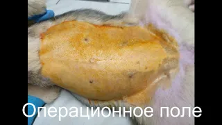 Лапароскопическая ранняя овариоэктомия (стерилизация) собаки.