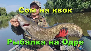 Сом реки Одры. Сом на квок. Рыбалка на Одре