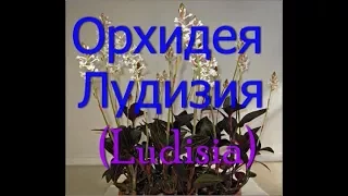 Орхидея Лудизия.(Ludisia) Цветение и уход.