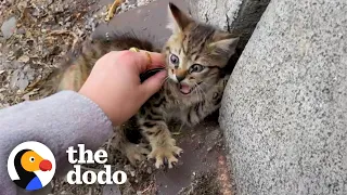 This Person Sprints Across Busy Highway To Rescue Abandoned Kitten | The Dodo