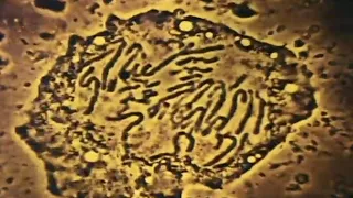 Radiation causing mutations 1960 educational film