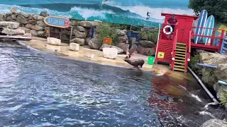 Full sealion show at Chessington world of adventures